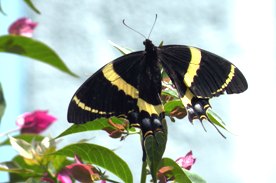butterfly